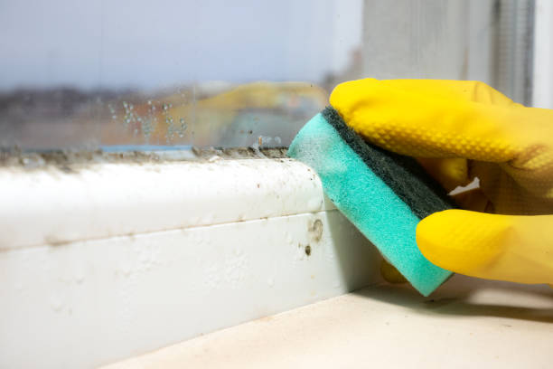 Crawl Space Mold Removal in Saw Creek, PA
